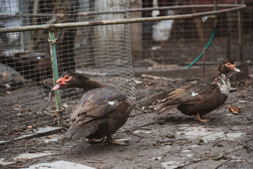 Muscovy Duck on Indo-farm , concept domestic animals at village 