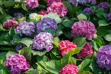 hydrangea flower bloom 