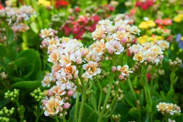 Obraz premium Kalanchoe succulent flowering plant