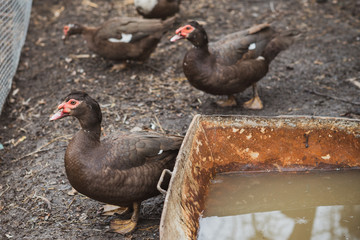 Muscovy Duck on Indo-farm , concept domestic animals at village 