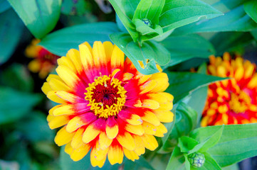 Elegant Zinnia flower with full blooming 