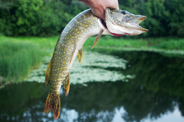 Pike in the hand of a fisherman on the background of the river