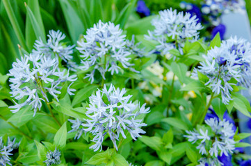 Flower name Allium prattii with white colour, blooming full and look like a ball