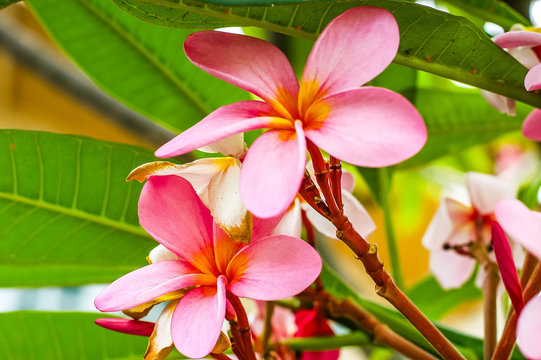Plumeria Flower with beautiful blossom and pink colour.
