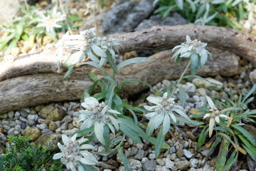 A white edelweiss