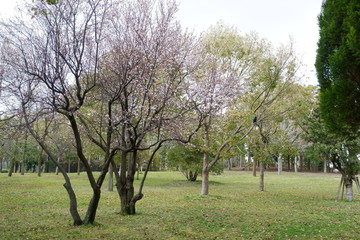 Cherry blossom in park