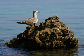 special water bird in the Corfu sea, Greece