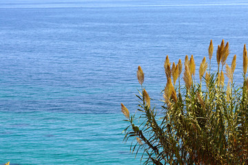 reeds with turquoise sea of ​​Corfu in Greece as a background
