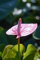 pink anthurium, tailflower, flamingo flower or laceleaf in sunlight