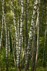 Spring birch forest background