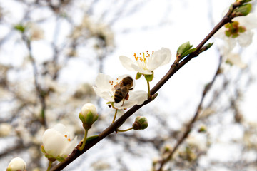 Honey Bee on white flower collecting pollen and nectar to make honey.