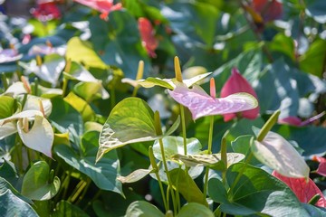 pink anthurium, tailflower, flamingo flower or laceleaf in sunlight
