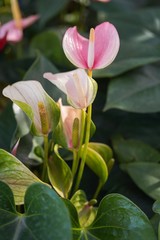 pink anthurium, tailflower, flamingo flower or laceleaf in sunlight