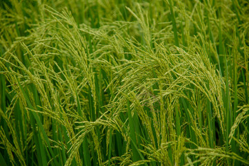 Local rice farm in country side Thailand with green leaf and meadow full of rice background. Abstract of freedom, faraway and peace