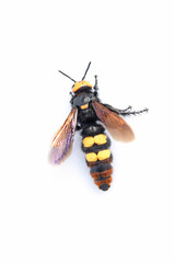 hornet
