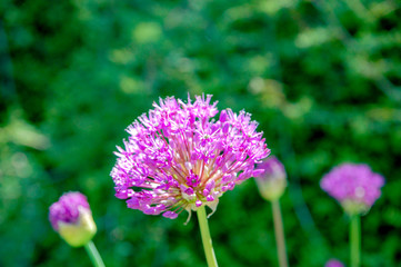 Flower name Allium prattii with pink colour, blooming full and look like a ball