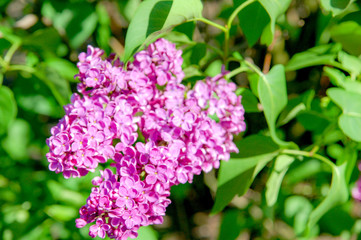 Closeup to blossom flowers with colorful of colour 