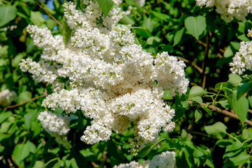 Closeup to blossom flowers with colorful of colour 