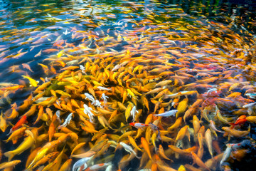 Colorful koi carp or fancy carp fish group in pond. They glide in water a row playing whenever humans for food, it was interesting to watch them as a way to relax soul