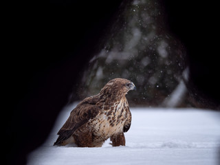 Common buzzard (Buteo buteo) with a killed rabbit on the snow. Bird of prey on snow. Common buzzard on snow.