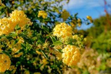 Closeup to blossom flowers with colorful of colour 