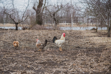 Hens on farm , concept domestic animals at village 
