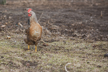 Hens on farm , concept domestic animals at village 