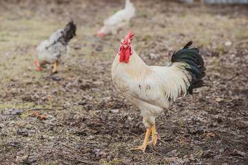 Hens on farm , concept domestic animals at village 