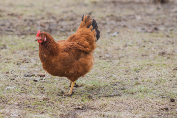 Hens on farm , concept domestic animals at village 
