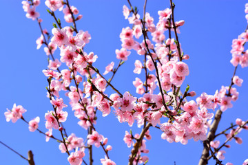 flowers of tree in spring