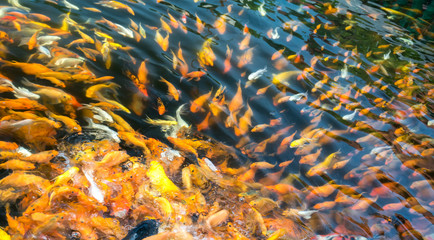 Fototapeta na wymiar Colorful koi carp or fancy carp fish group in pond. They glide in water a row playing whenever humans for food, it was interesting to watch them as a way to relax soul