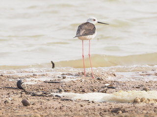 Bird Black winged Stilt in lagoon blur nature background