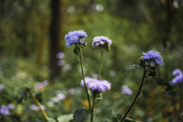 purple flower with green blur background 