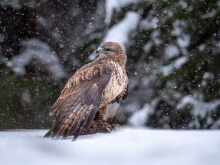 Common buzzard (Buteo buteo) with a killed rabbit on the snow. Bird of prey on snow. Common buzzard...