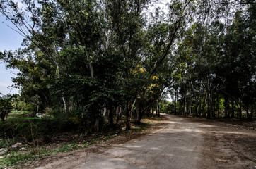 dirt road in forest 