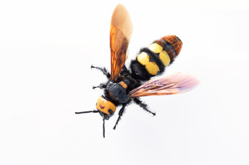 hornet