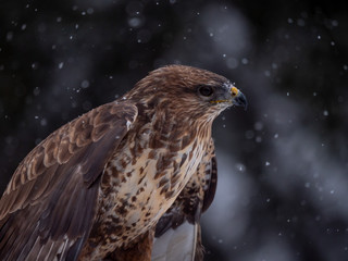 Common buzzard (Buteo buteo) with a killed rabbit on the snow. Bird of prey on snow. Common buzzard on snow.