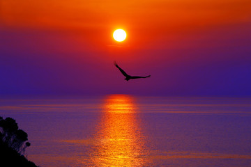 夕陽に向かって飛ぶトンビ