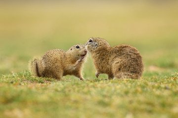 European ground squirrel couple