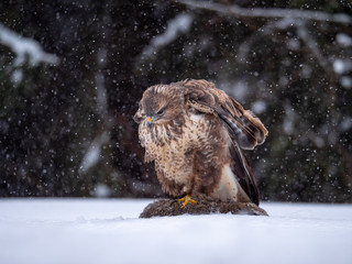 Common buzzard (Buteo buteo) with a killed rabbit on the snow. Bird of prey on snow. Common buzzard on snow.