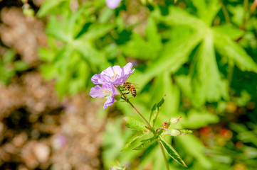 Beautiful bloom flower name Geranium wilfordii with purple pastel colour.