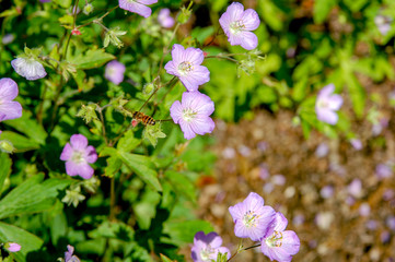 Naklejka premium Beautiful bloom flower name Geranium wilfordii with purple pastel colour.