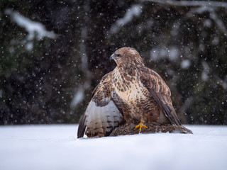 Common buzzard (Buteo buteo) with a killed rabbit on the snow. Bird of prey on snow. Common buzzard...