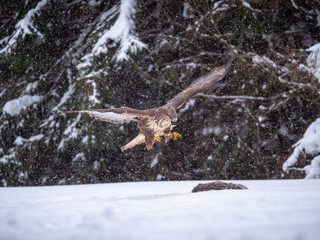 Common buzzard (Buteo buteo) with a killed rabbit on the snow. Bird of prey on snow. Common buzzard on snow.