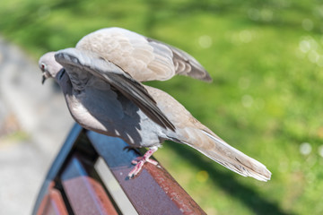 Envol d'une tourterelle depuis un banc