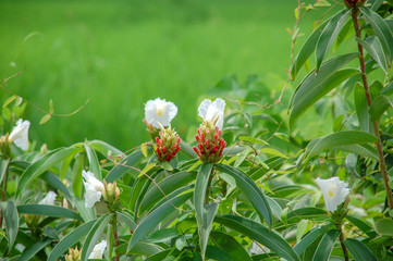 Closeup to blossom flowers with colorful of colour 