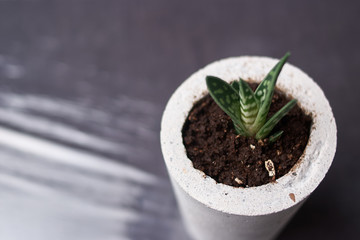 Succulents in diy concrete pot. Only planted in pots. On black background. the concept of home comfort