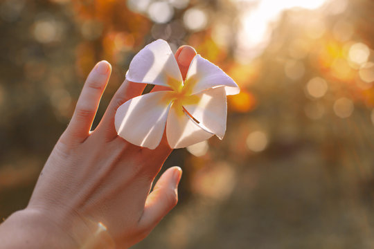 woman hand holding frangipani flawer at sunset close up