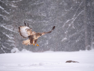 Common buzzard (Buteo buteo) flying on the snow. Bird of prey on snow. Common buzzard on snow.