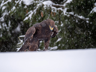 Golden eagle (Aquila chrysaetos) in the forest during snowfall rips pieces of meat from frozen racoon carcass. Golden eagle on snow.